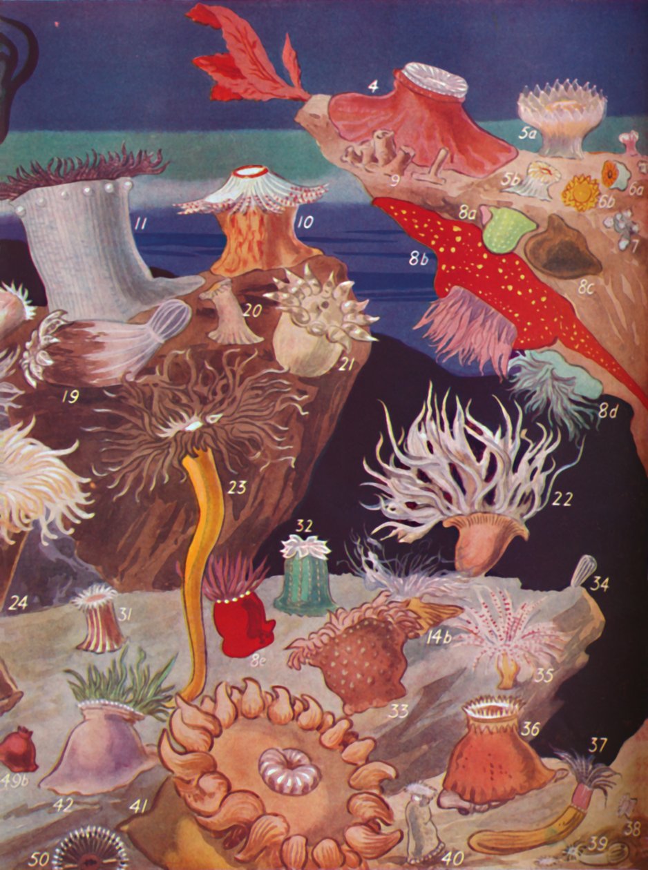 Meer dan vijftig soorten zeeanemonen, 1935 door Unbekannt