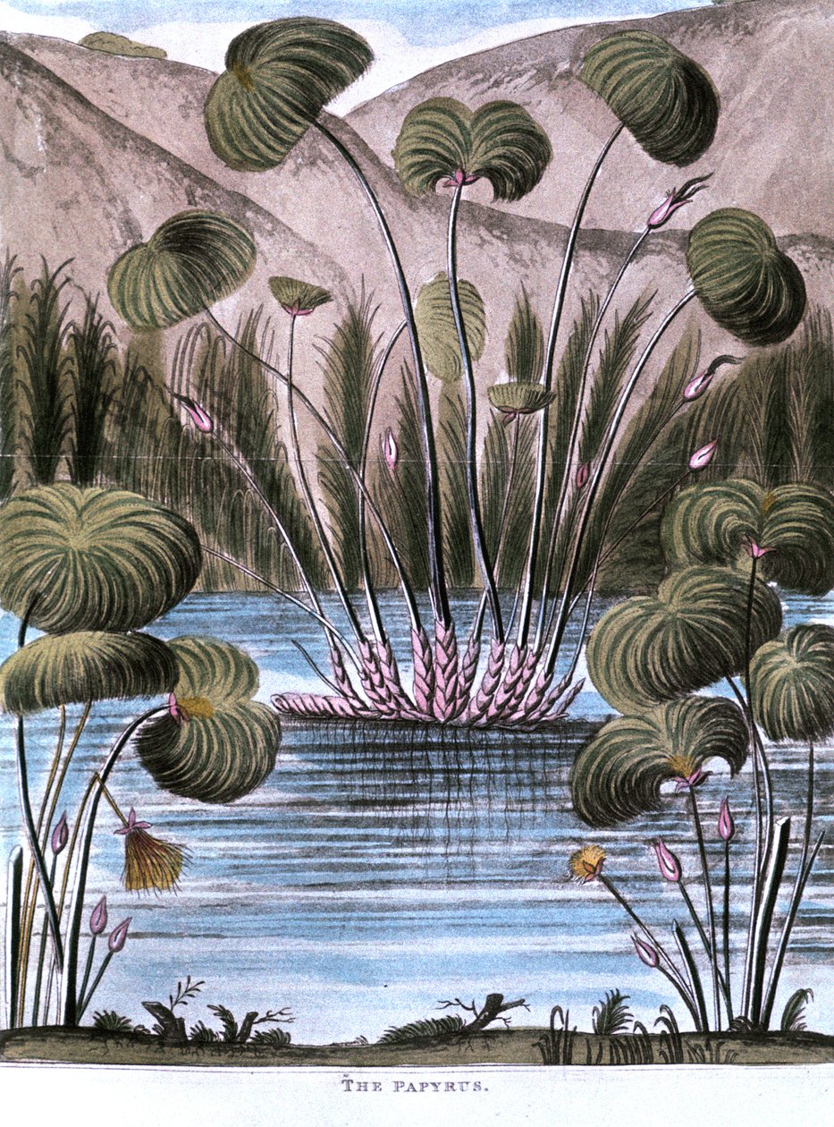 Papyrusriet Cyperus papyrus, 1823 door Unbekannt