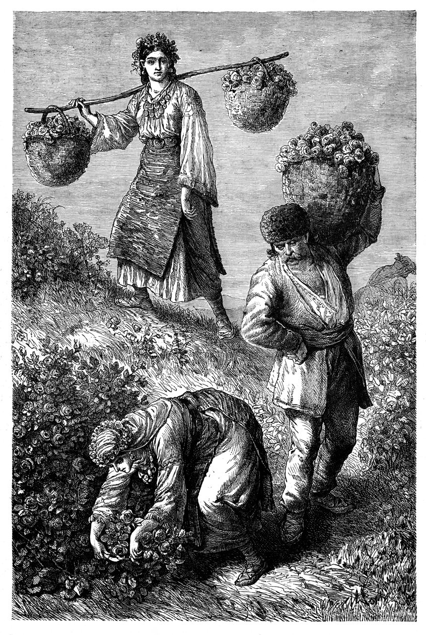 Boeren die rozen verzamelen in Roemelië, c1890 door Unbekannt