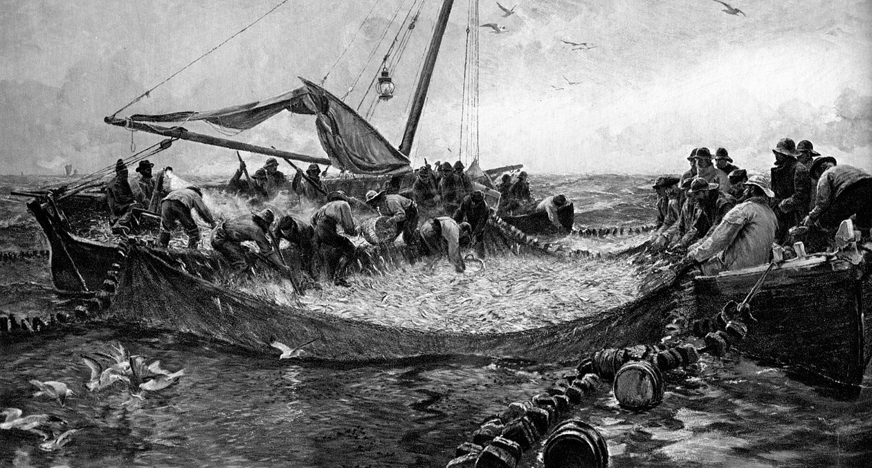 Sardines, 1900 door Unbekannt