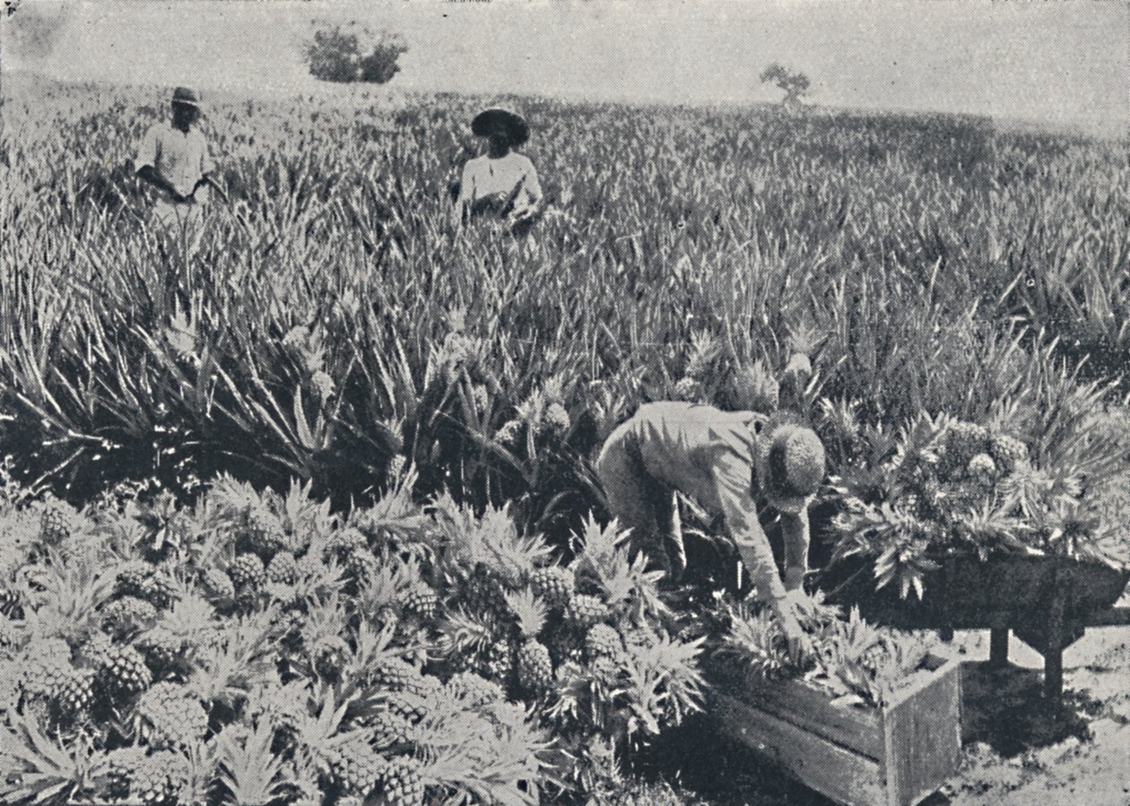 Ananasveld, Queensland, 1923 door Unbekannt