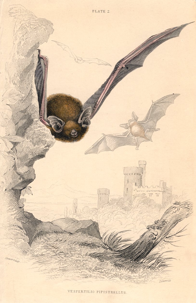 Dwergvleermuis Pipistrellus pipistrellus, 1828 door Unbekannt