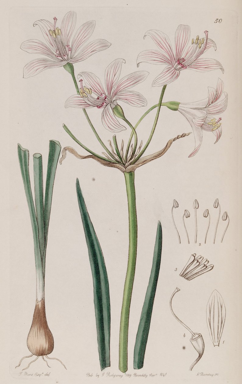 Placea ornata door Unbekannt