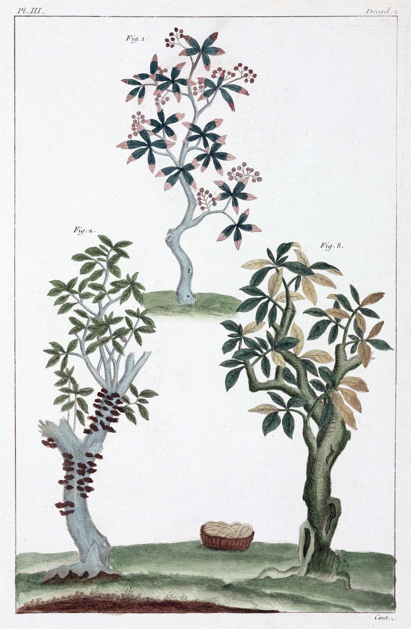Medicinale planten, China door Unbekannt