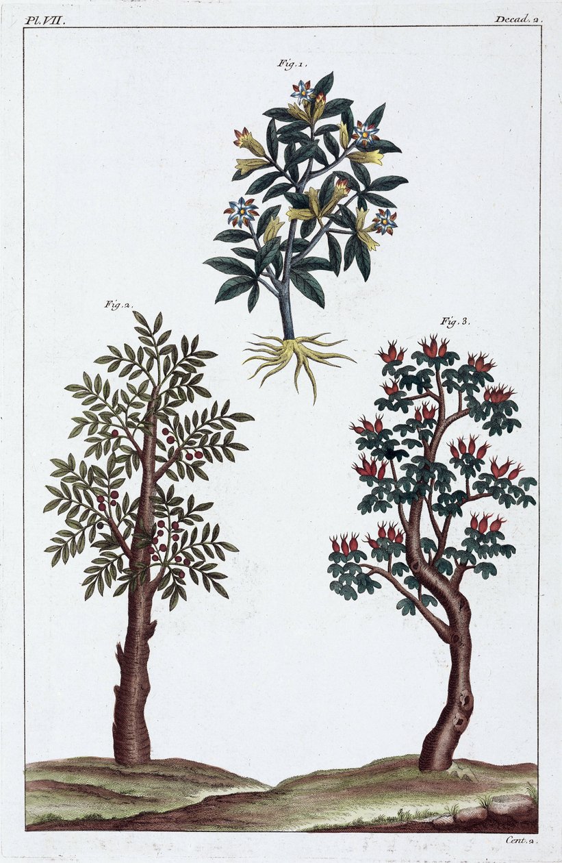Medicinale planten, China door Unbekannt