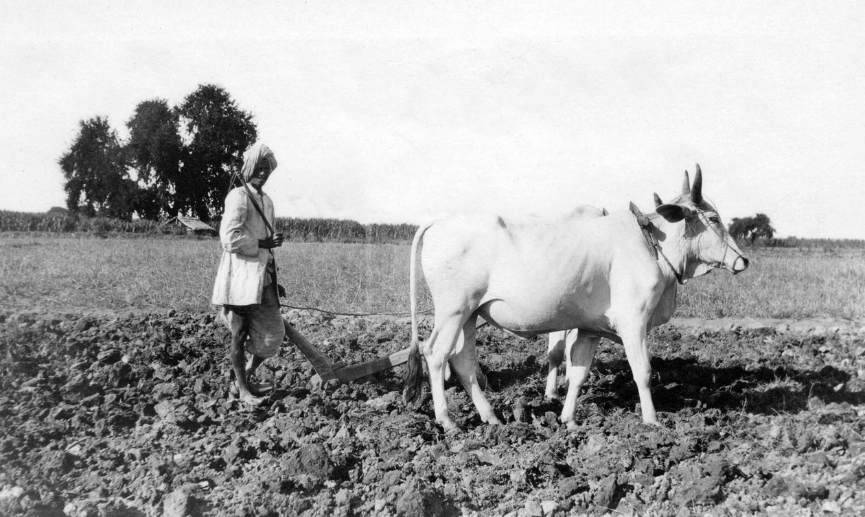 Ploegen in India door Unbekannt