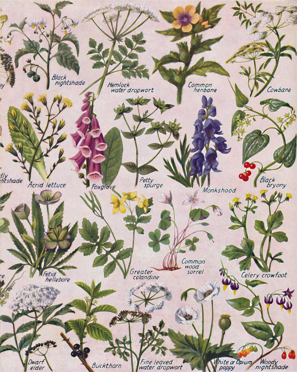 Giftige planten gevonden in de Britse eilanden, 1935 door Unbekannt