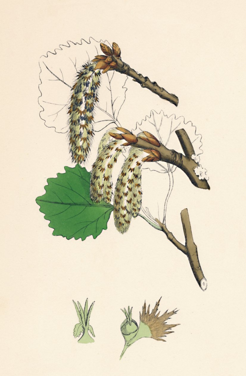 Populus tremula. Esp door Unbekannt