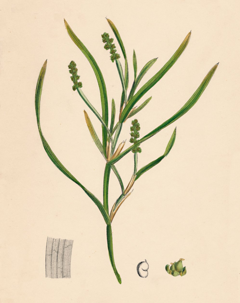 Potamogeton zosterifolius. Gras-wrack-bladige Fonteinkruid, 19e Eeuw door Unbekannt