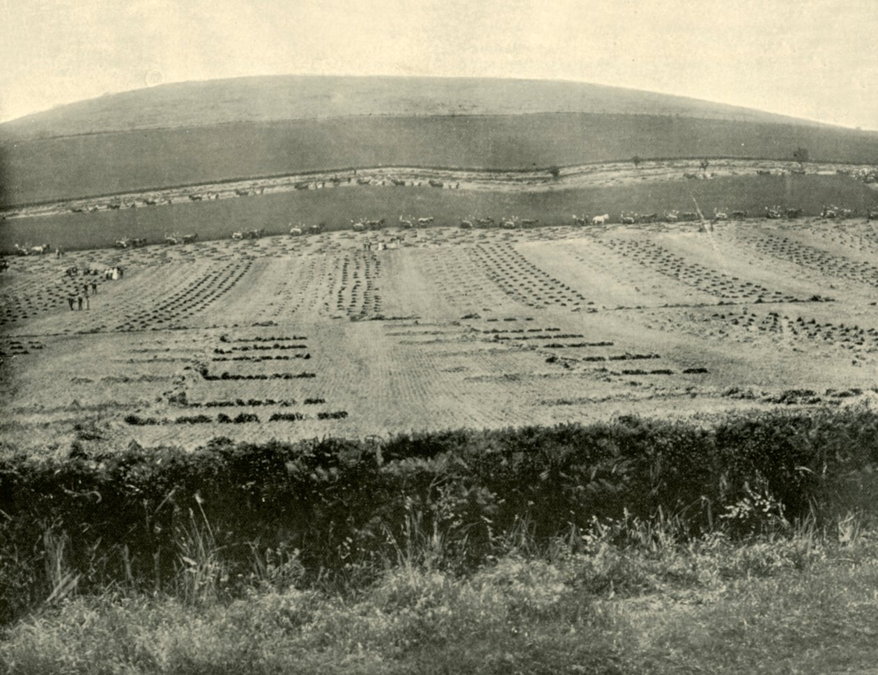 Maaier & Binder Competitie, Mount Blowhard, nabij Ballarat, 1901 door Unbekannt