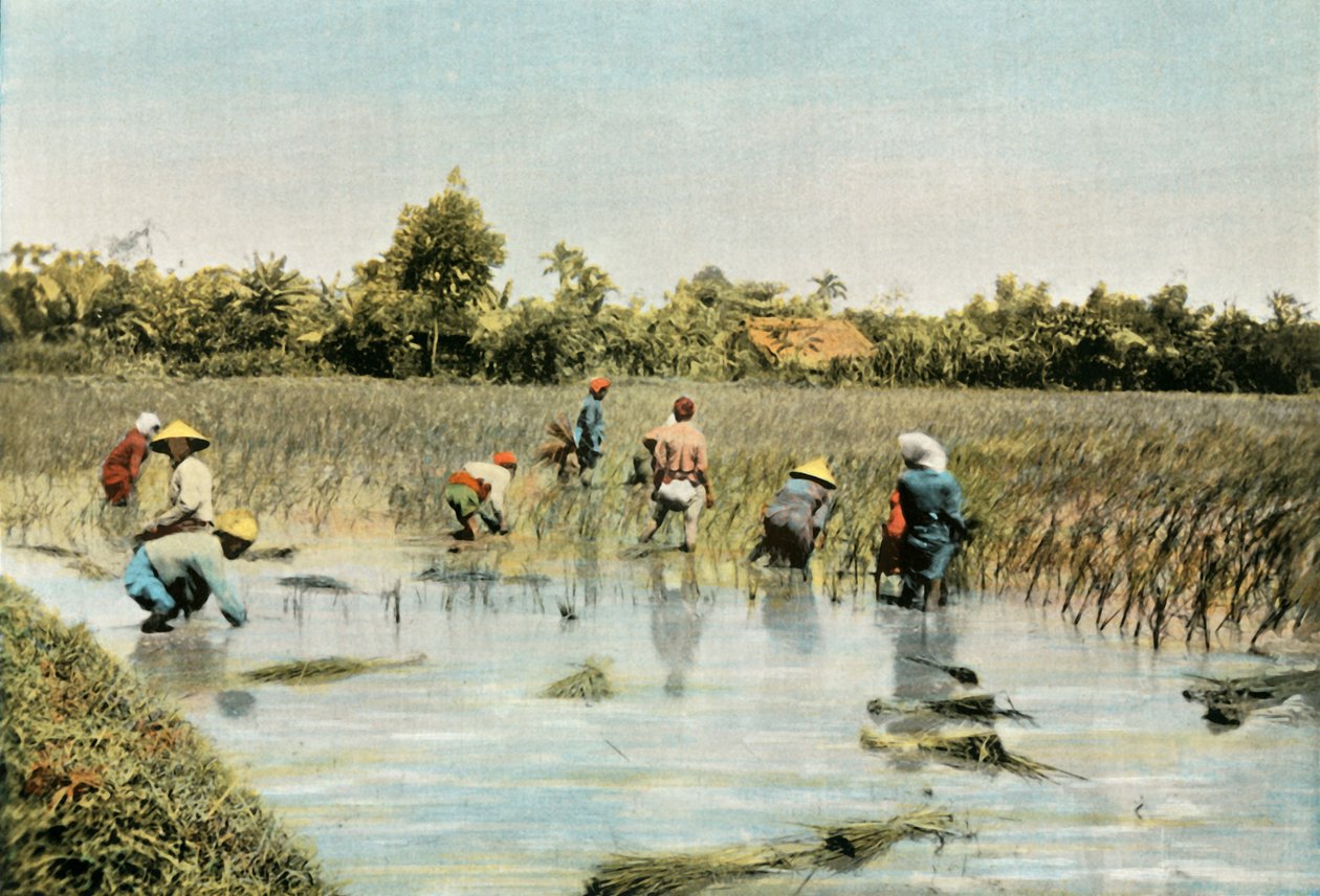 Rijst oogsten, 1900 door Unbekannt