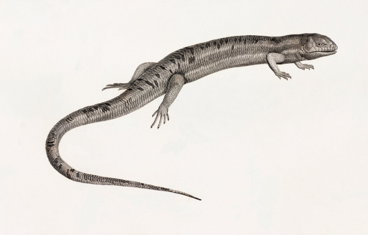 Reptielen: Gigantische anolen door Unbekannt