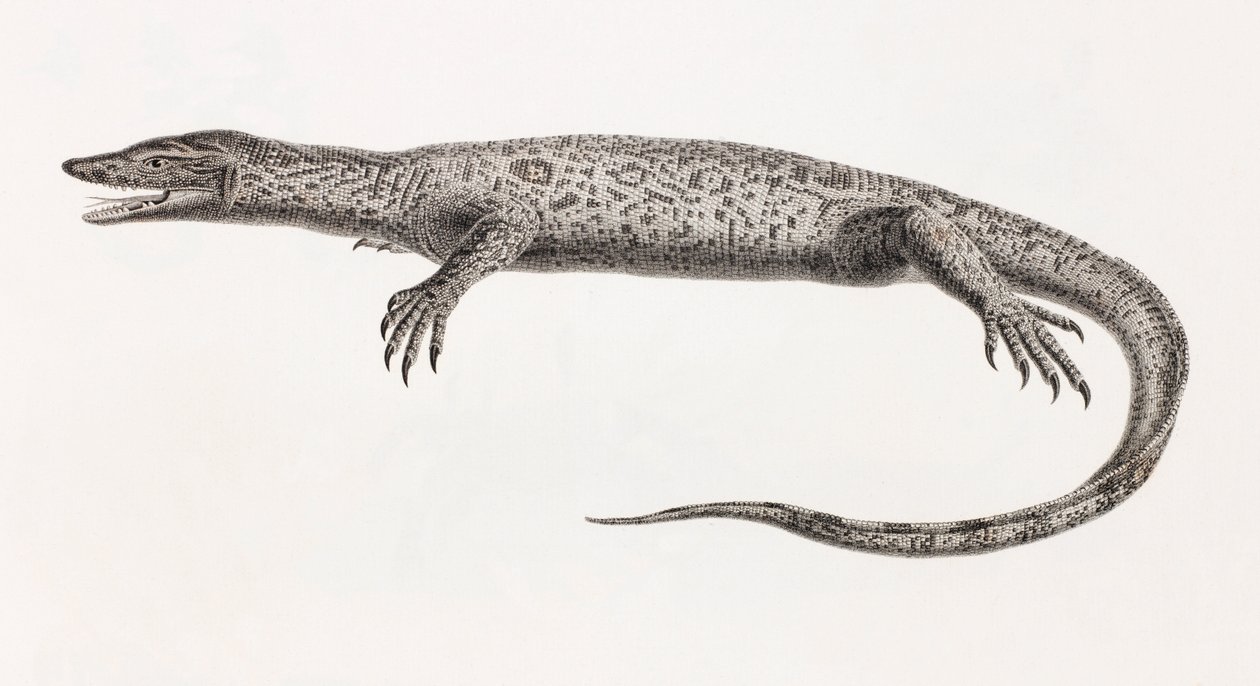 Reptielen: Tupinambis van de Nijl door Unbekannt