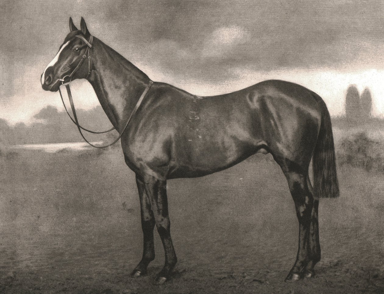 Ross, 1911 door Unbekannt