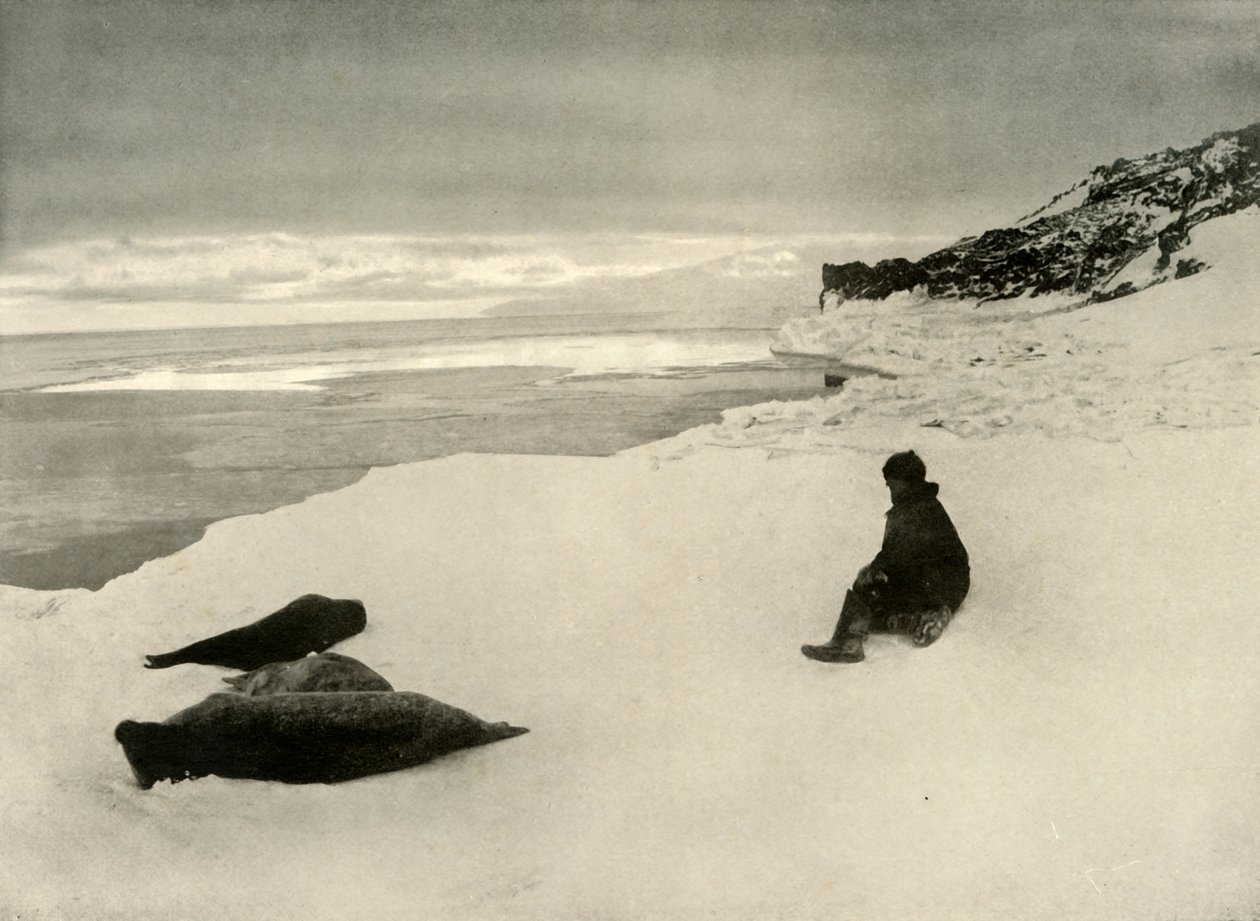 Zeehonden aan de ijsrand, c1908, 1909 door Unbekannt