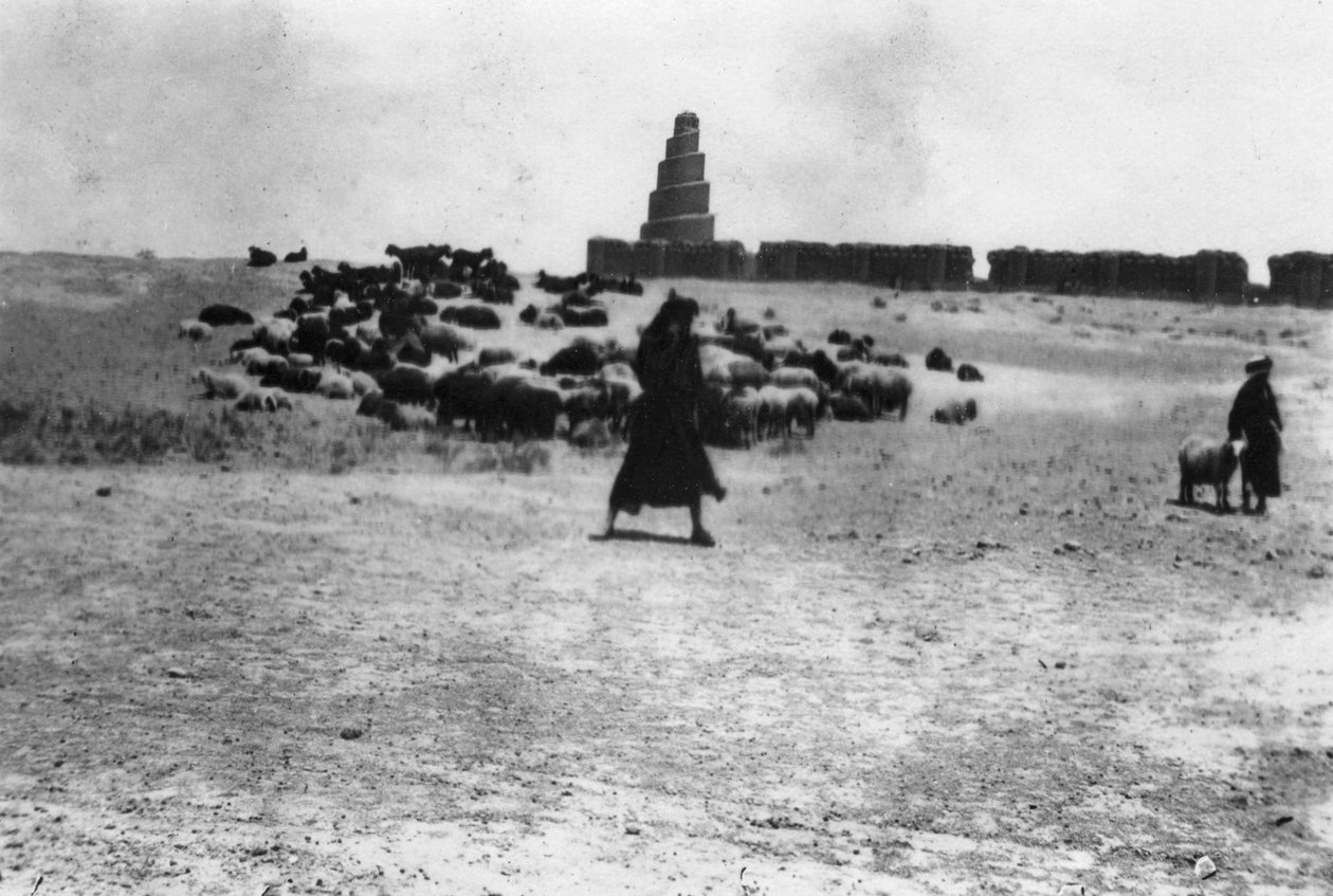 Schapen grazen buiten Samarra, Mesopotamië, 1918 door Unbekannt