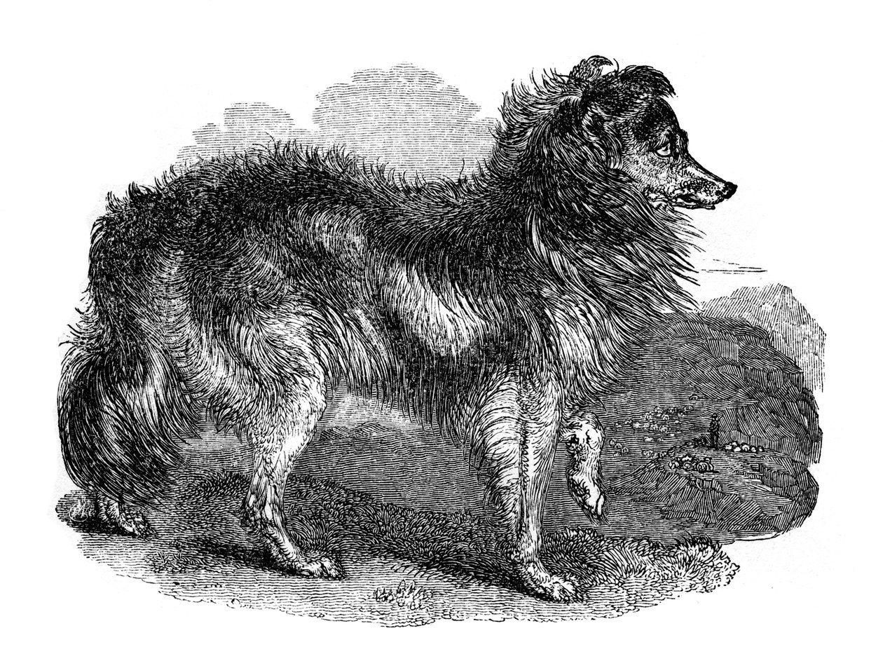 Herdershond, 1848 door Unbekannt
