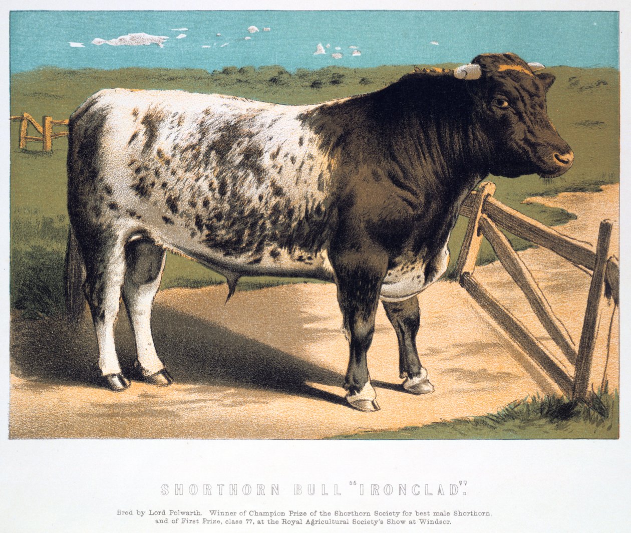 Shorthorn stier Ironclad, 1875 door Unbekannt