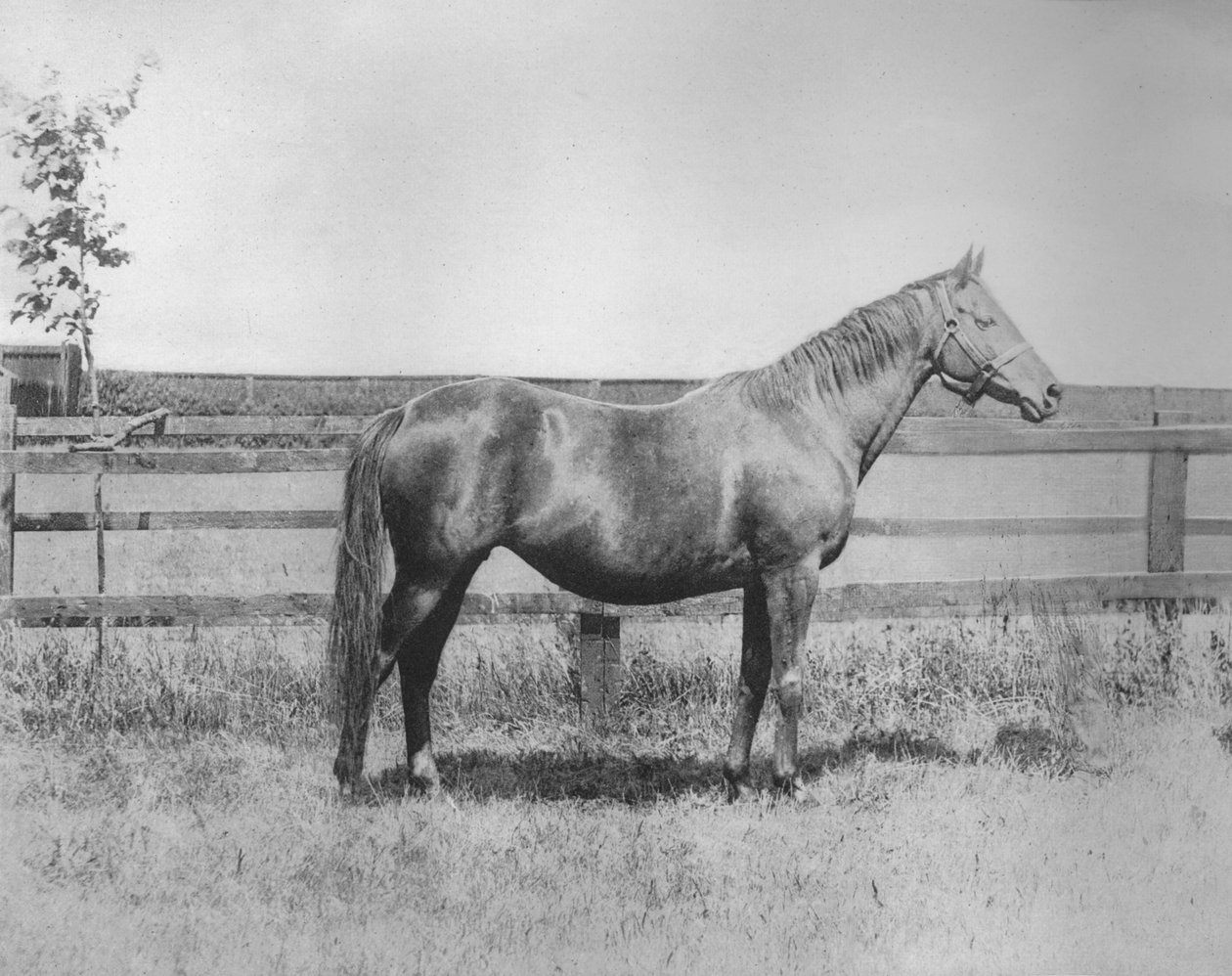 Signorina, 1911 door Unbekannt