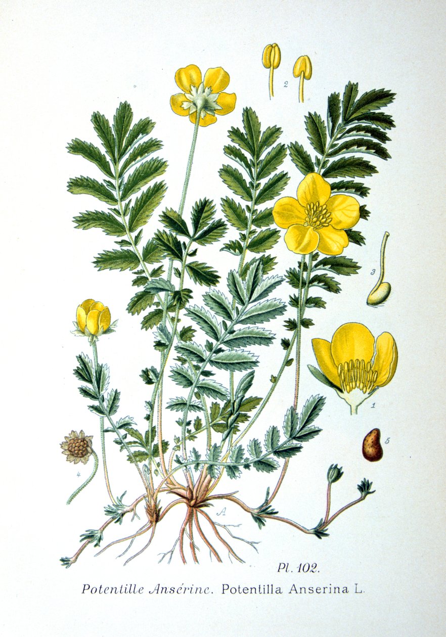 Zilverkruid, 1893 door Unbekannt