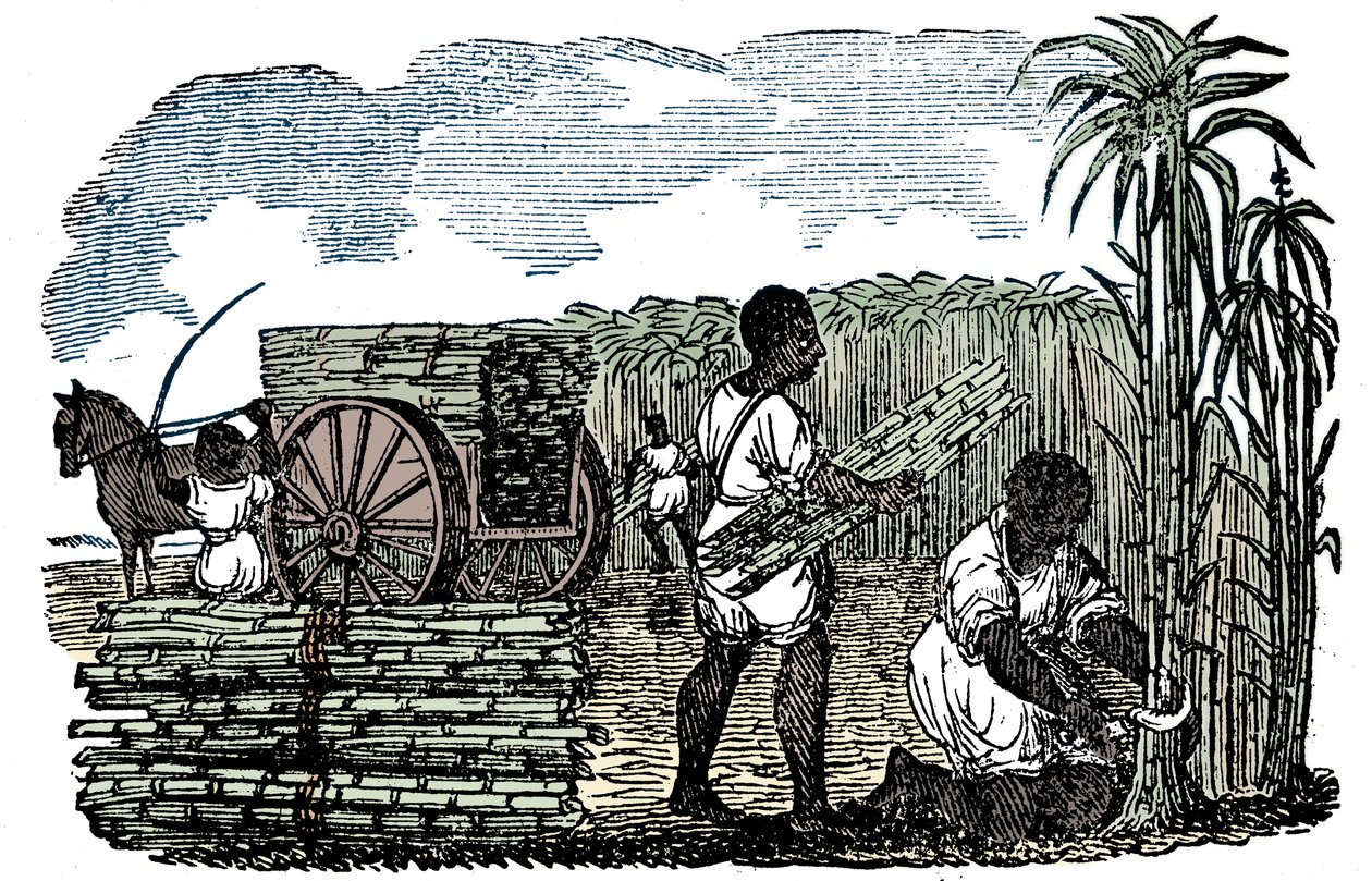 Slaven oogsten suikerriet in Louisiana, 1833 door Unbekannt
