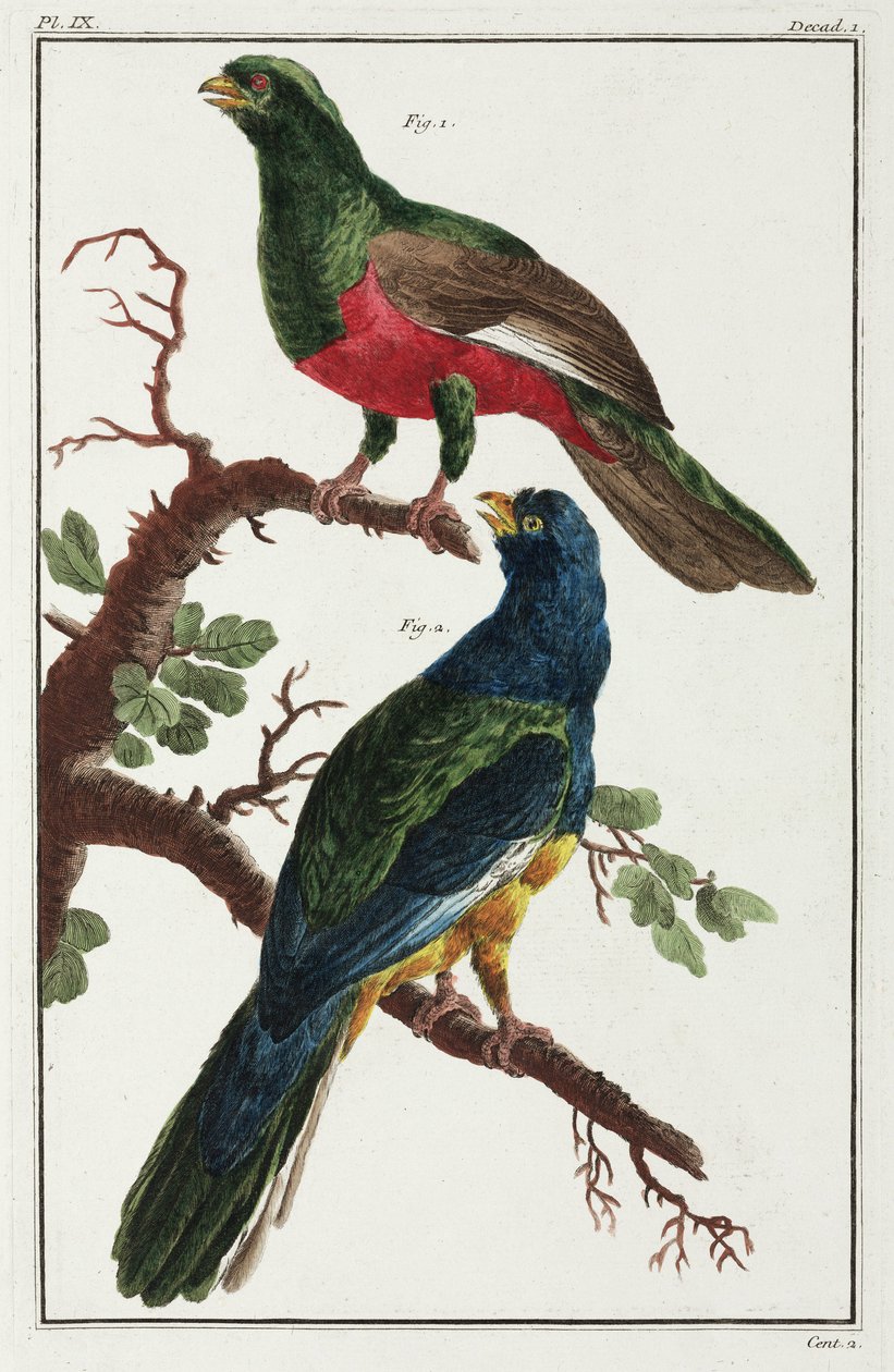 Zuid-Amerikaanse vogels door Unbekannt