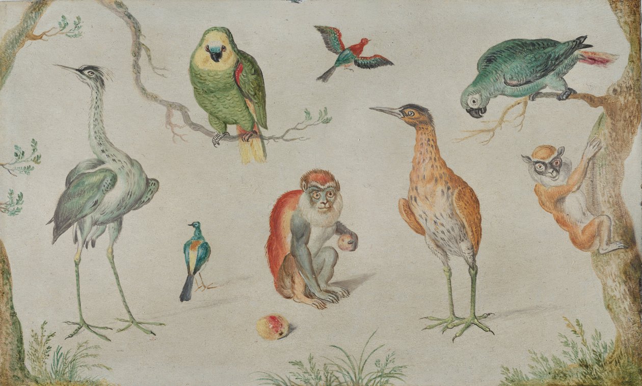 Studie van vogels en apen, 1660-1670 door Unbekannt
