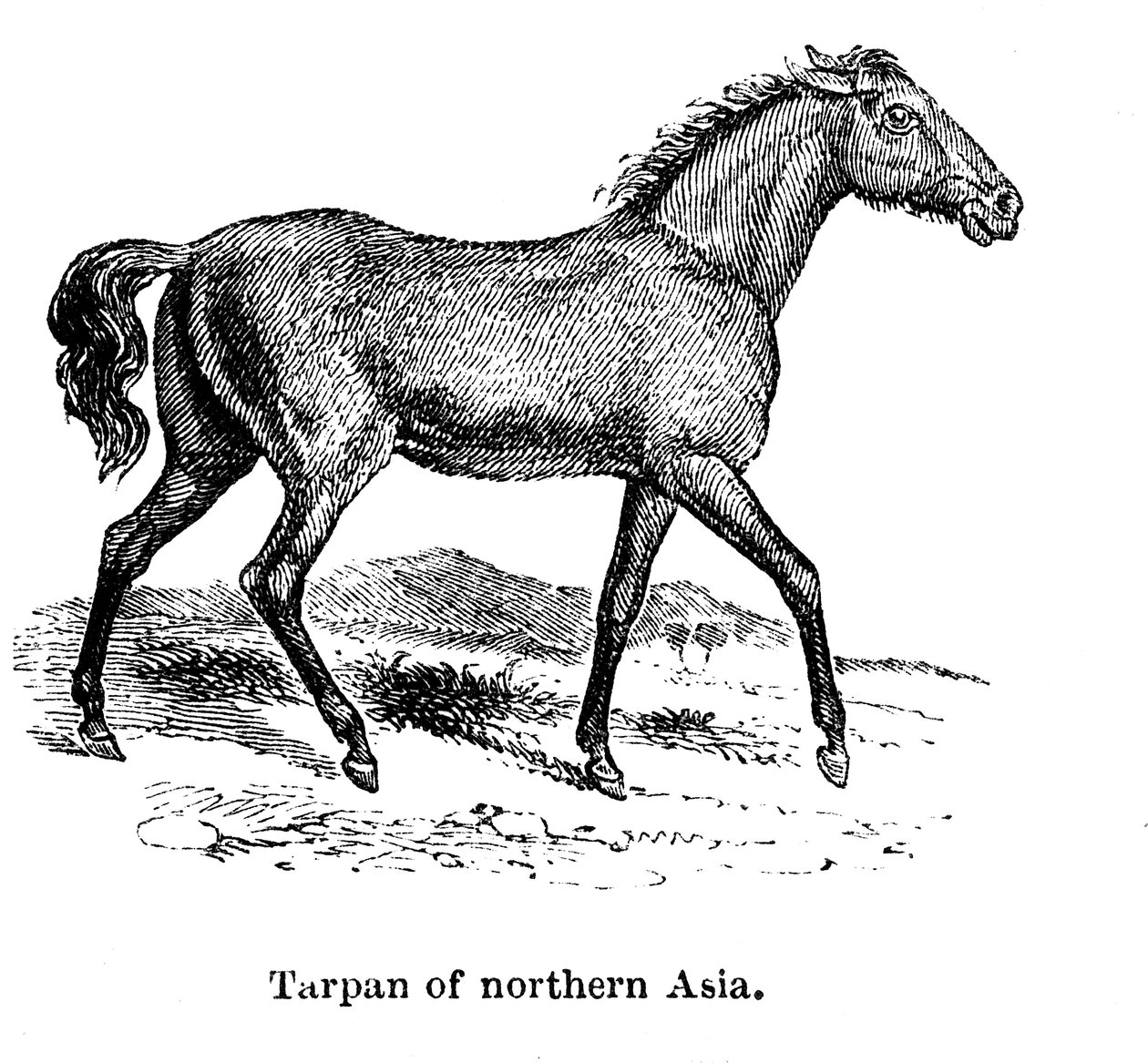 Tarpan, 1850 door Unbekannt