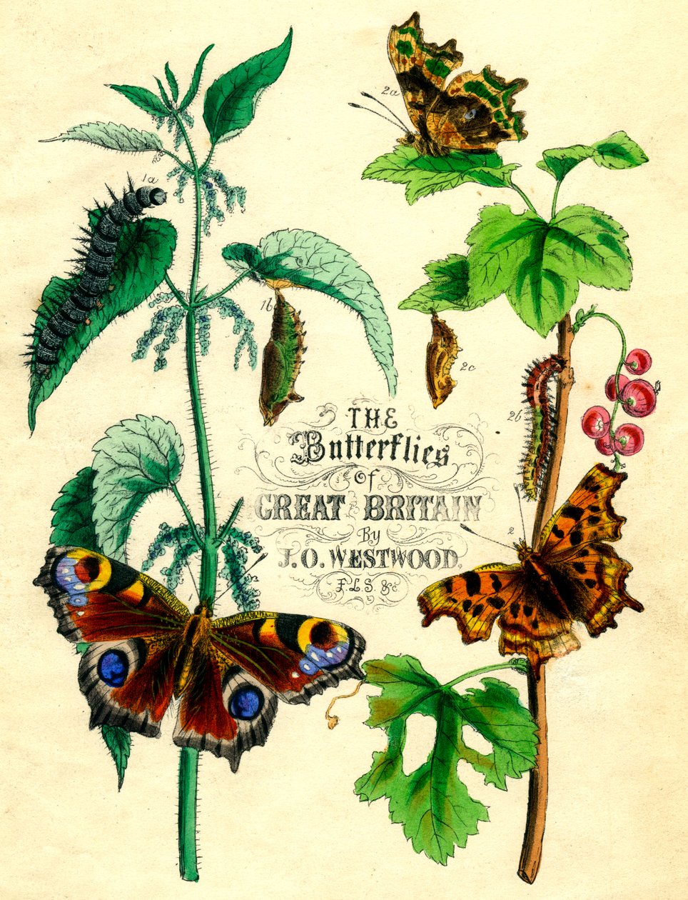 De Vlinders van Groot-Brittannië, ca. 1855 door Unbekannt