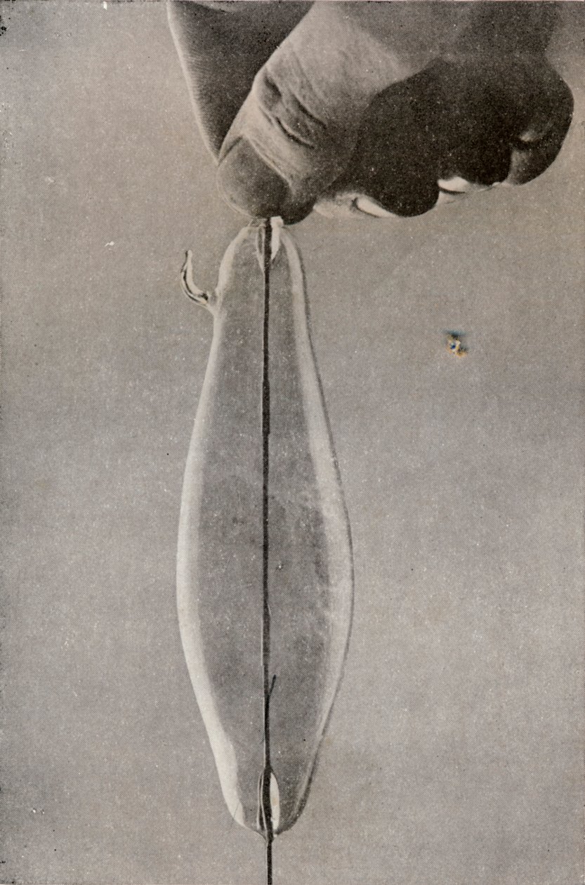 De eerste gloeilamp, ca. 1916 door Unbekannt