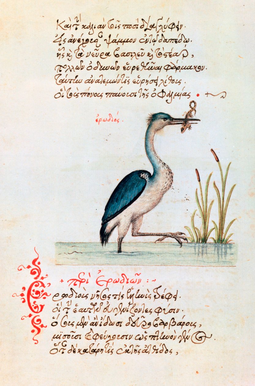 De reiger, 1564 door Unbekannt