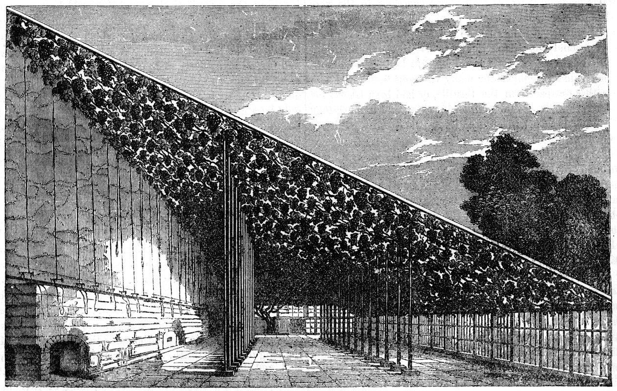 De Vinery in Hampton Court, 19e eeuw door Unbekannt