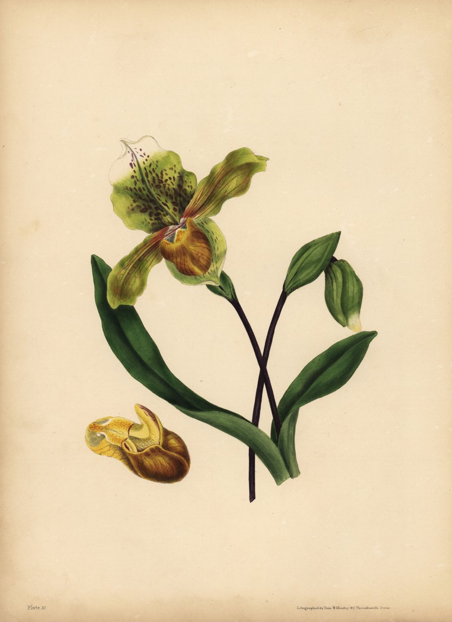 De edele Damespantoffel, Cypripedium reginae, Gelijkenis door Unbekannt