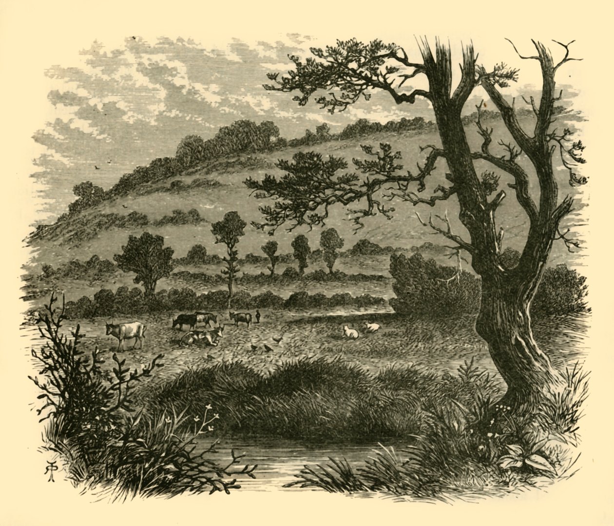 Thistledon, 1898 door Unbekannt