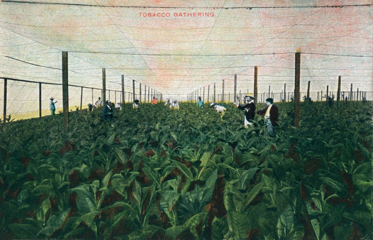 Tabaksoogst, 1900 door Unbekannt