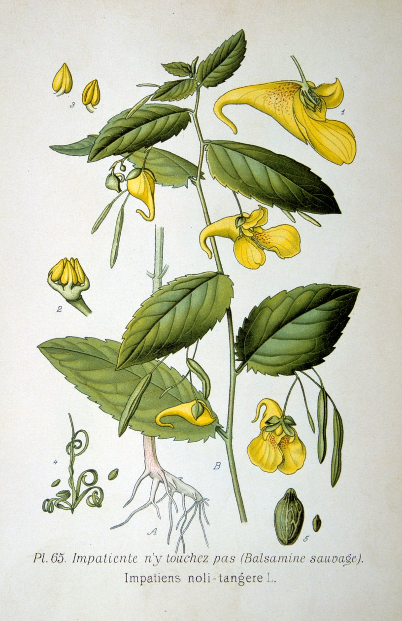 Springzaad, 1893 door Unbekannt