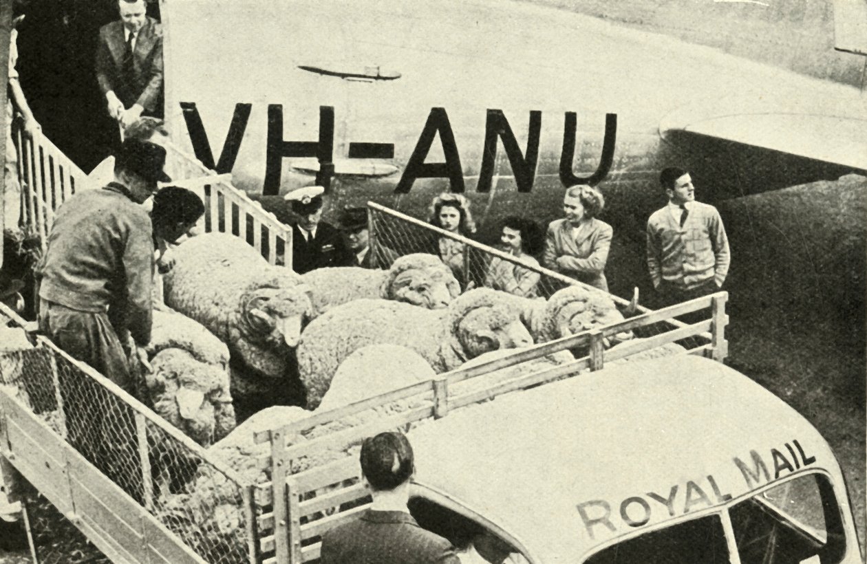 Transport van prijsschapen per vliegtuig, c1948 door Unbekannt