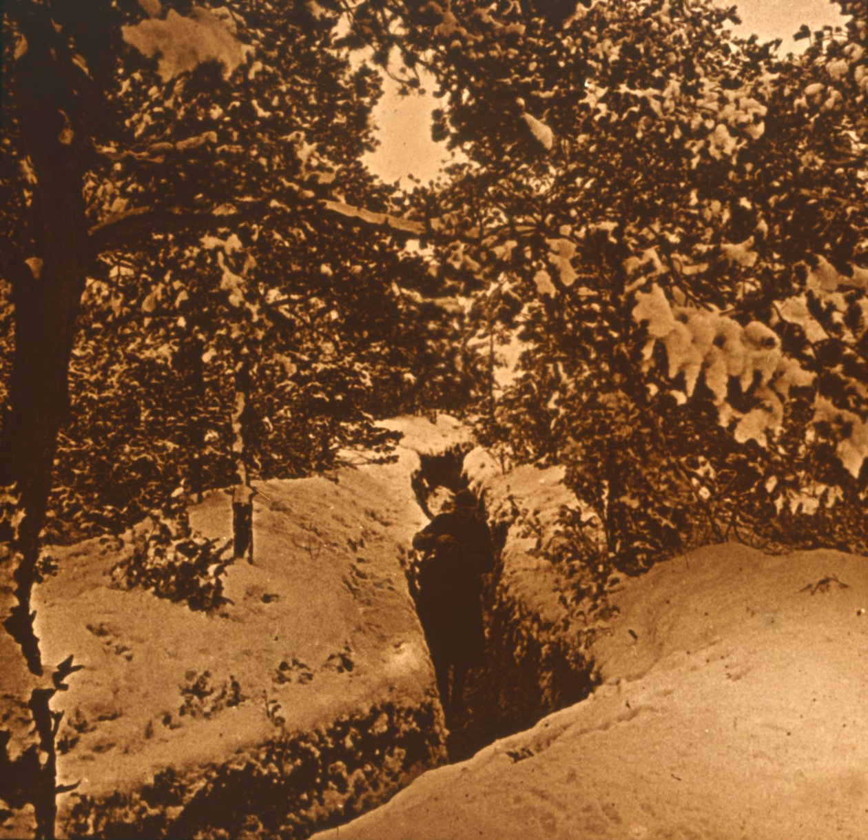 Loopgraven onder sparren, ca. 1914-ca. 1918 door Unbekannt