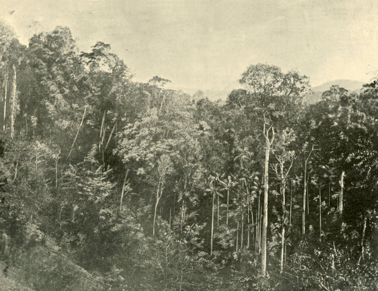 Tropische struiken, Blackall Range, Queensland, 1901 door Unbekannt