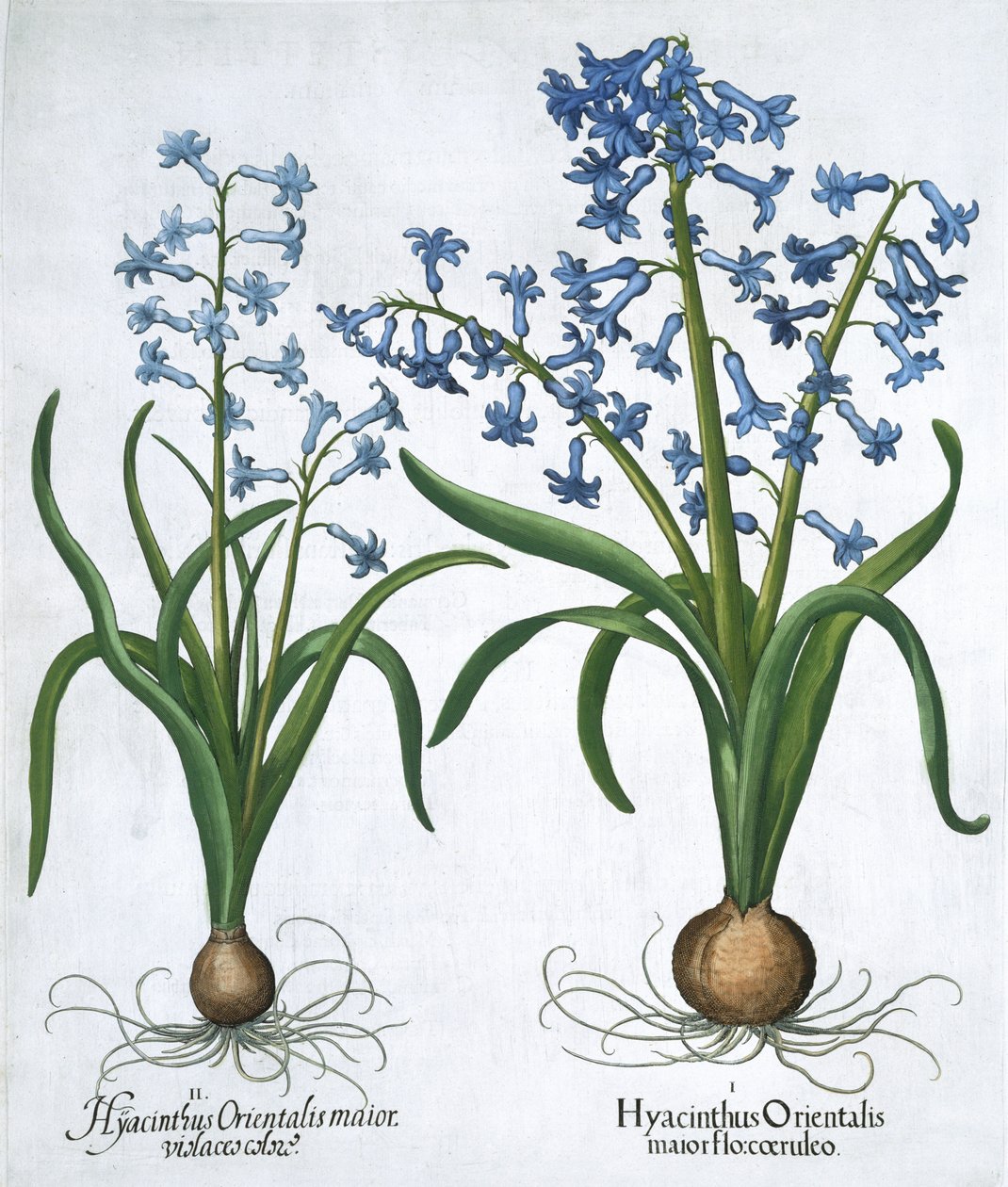 Twee blauwe hyacinten, 1613 door Unbekannt