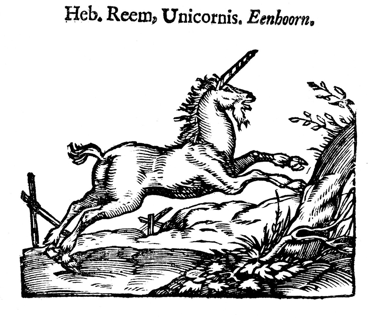 Eenhoorn, 1644 door Unbekannt