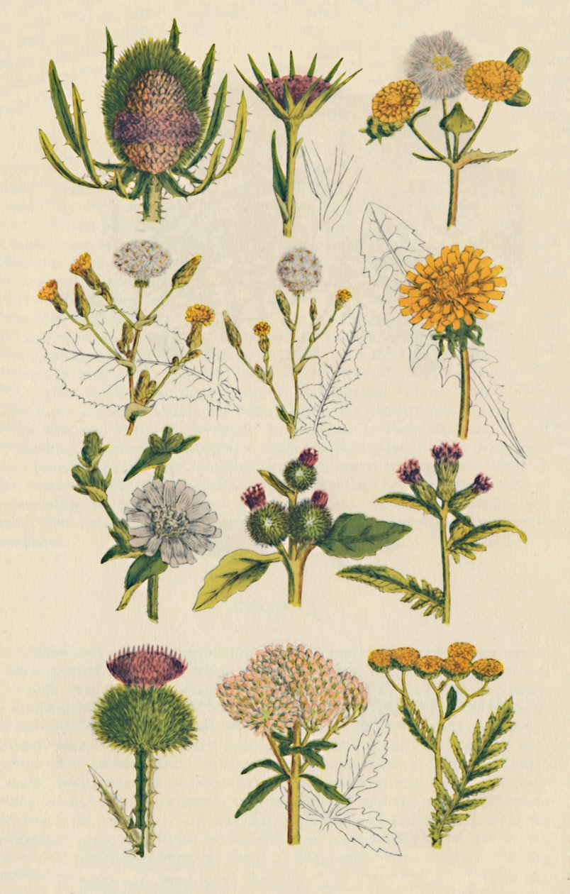Variëteiten van Britse wilde bloemen door Unbekannt