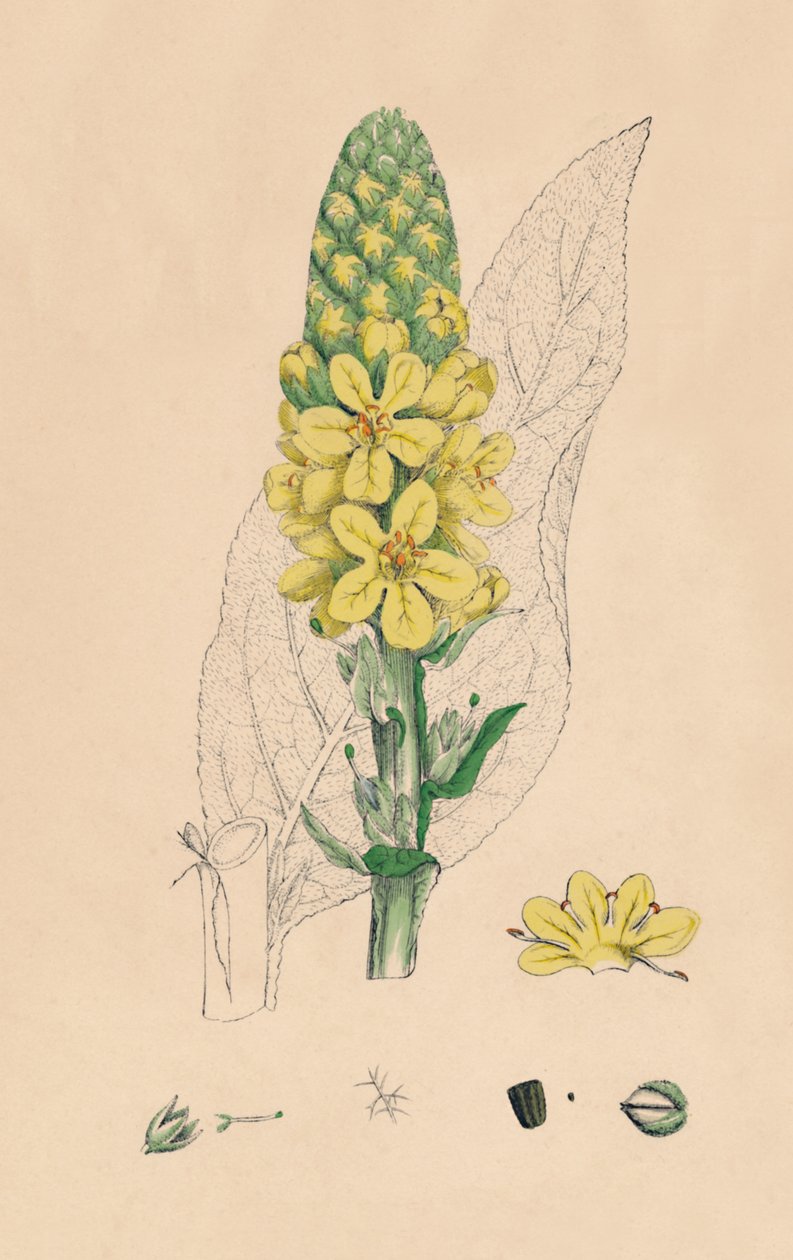 Verbascum Thapsus. Grote Koningskaars, 19e eeuw door Unbekannt