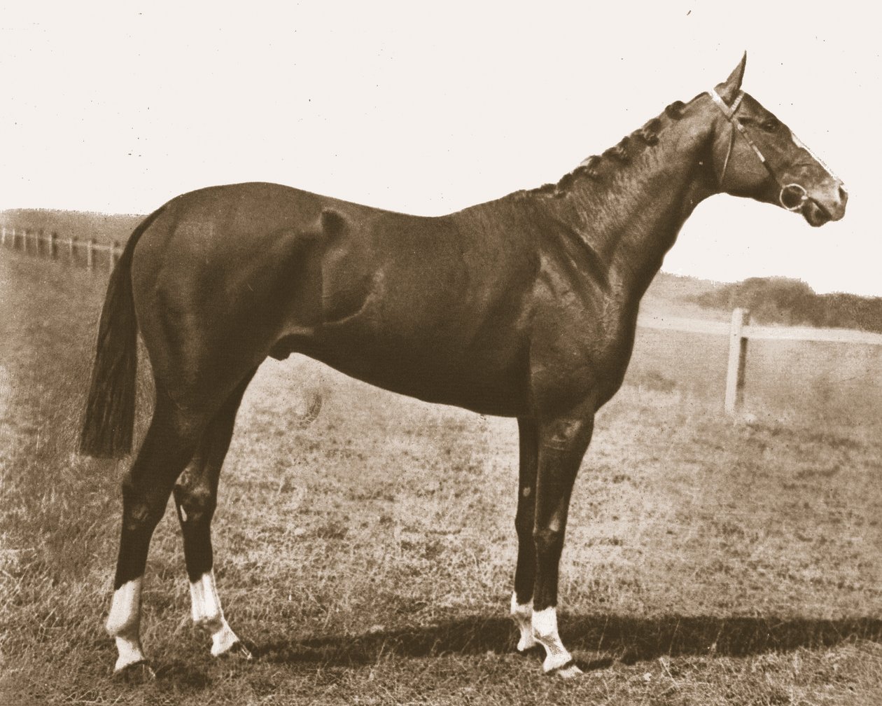 Weerhaan, 1911 door Unbekannt