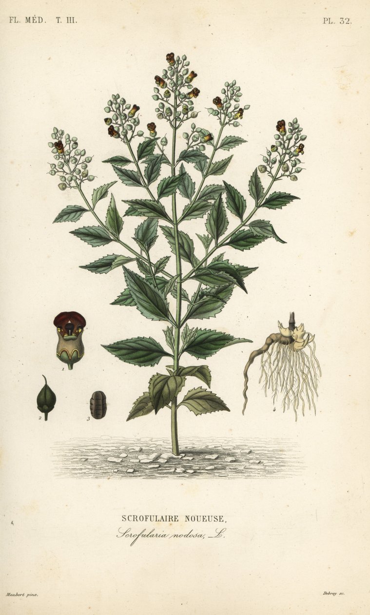 Bosfiguur, Scrophularia nodosa, Scrofulaire noueuse door Unbekannt