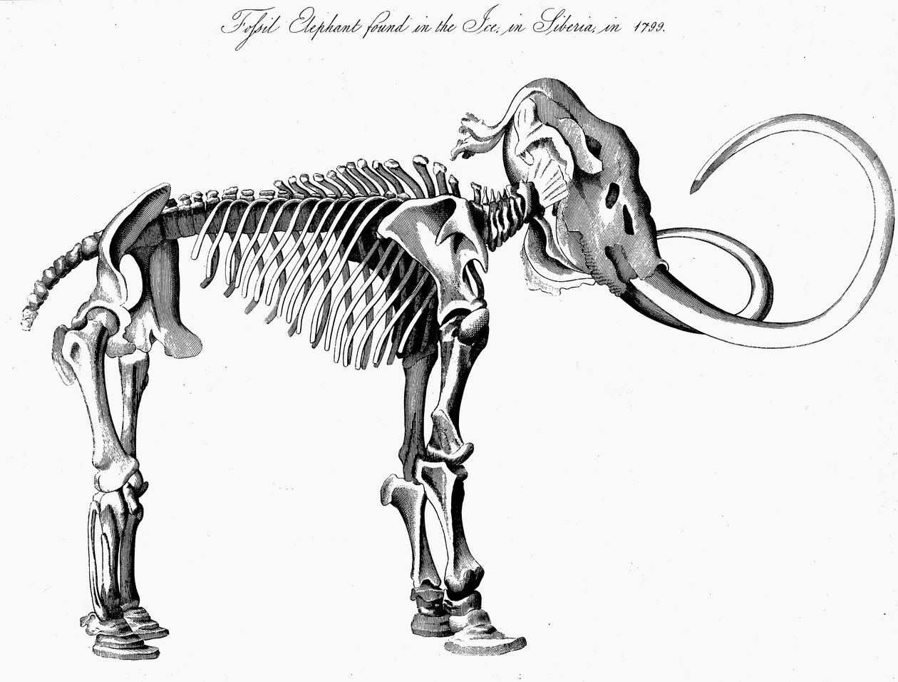 Wolharige mammoet Mammuthus skelet door Unbekannt
