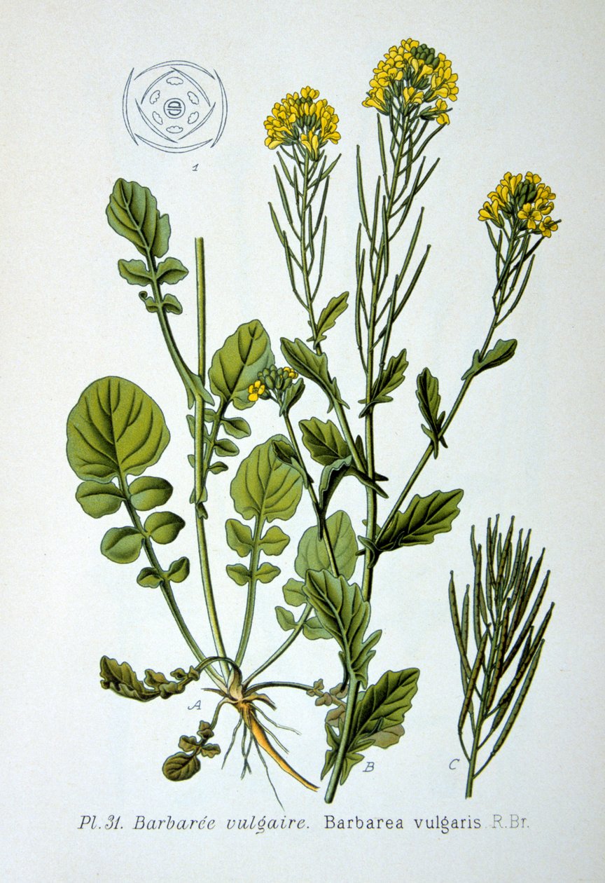 Gele raket, 1893 door Unbekannt