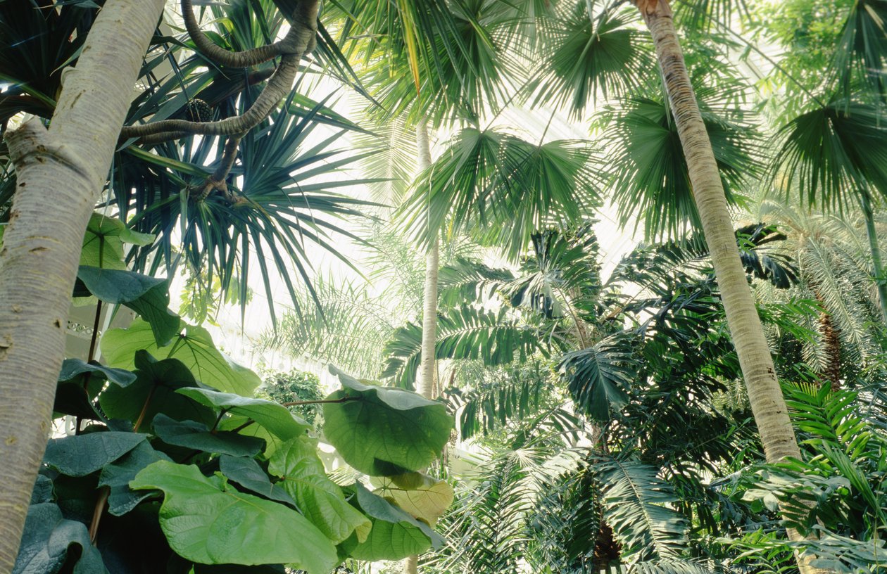 Interieur van Palm House door Unbekannt Unbekannt
