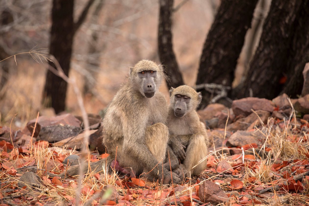 Kruger National Park, Twee Vervetapen door Unbekannt Unbekannt