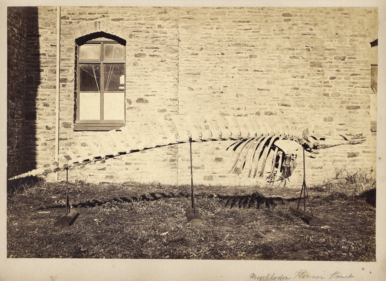 Mesoplodon Floweri Haast, late jaren 1870 door Unbekannt Unbekannt